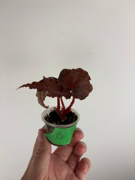 Begonia Robin D