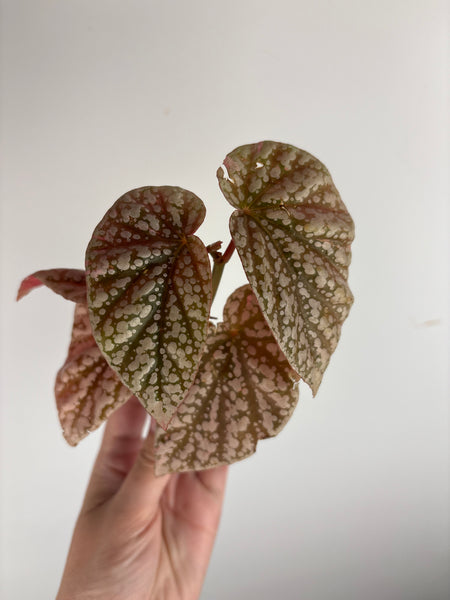 begonia snow capped variegated B