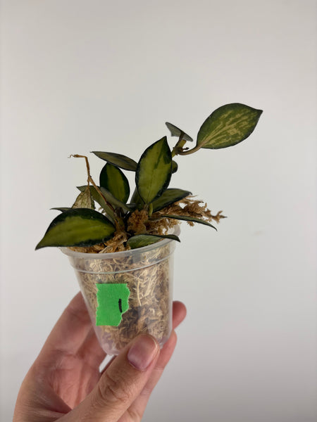 Hoya lacunosa queen midori 1