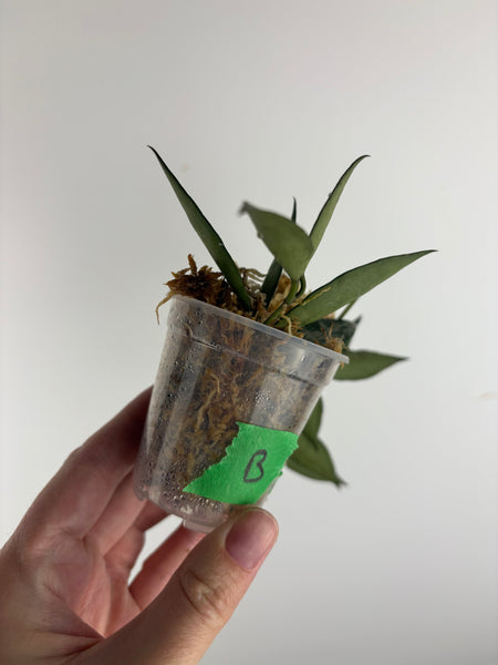 hoya lacunosa middle silver B