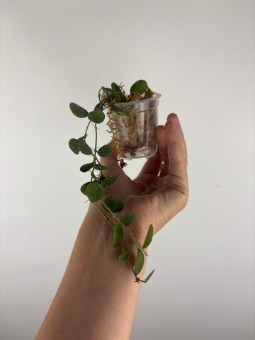 hoya tengchongensis 6