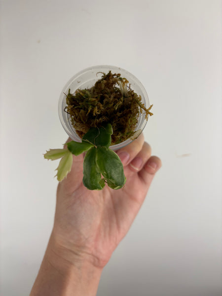 Variegated Schlumbergera 5