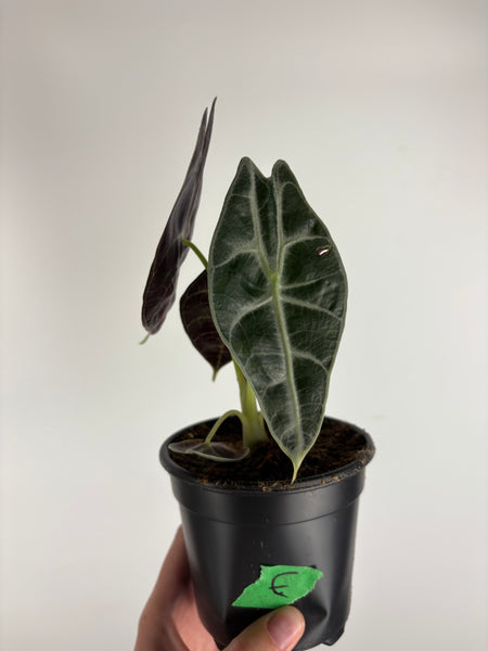 Alocasia Watsoniana albo variegated E