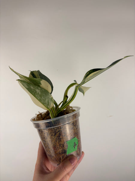 Philodendron silver sword variegated A bottom cut