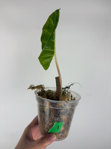 Alocasia new guinea gold