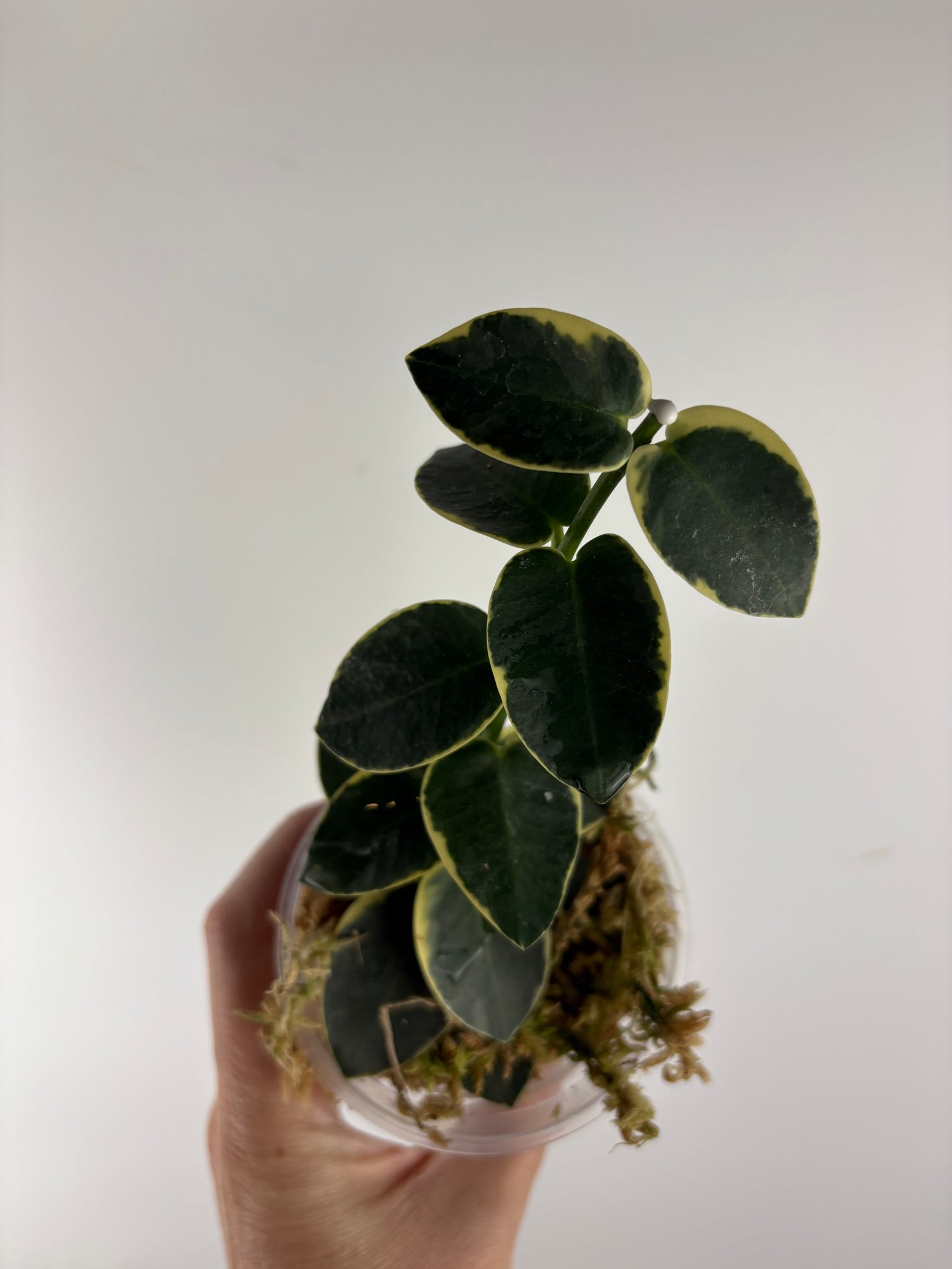 Hoya cumingiana 'Albo 2