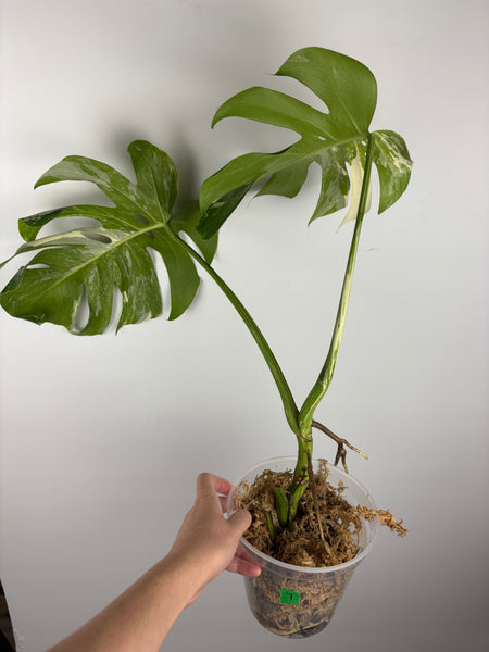 Monstera albo 7