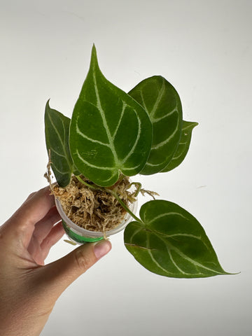 Anthurium blue papi x hoffmanii silver 9
