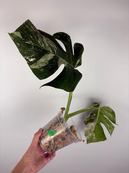 Monstera albo 4