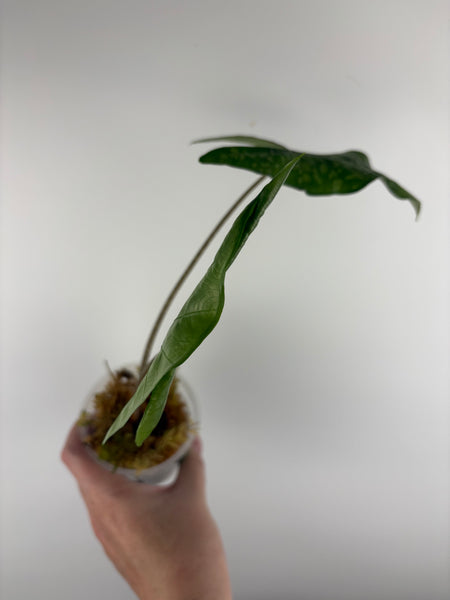 Alocasia shattered glass B