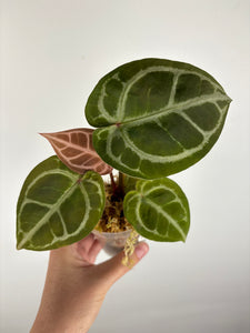 Anthurium kos x red crystal 8