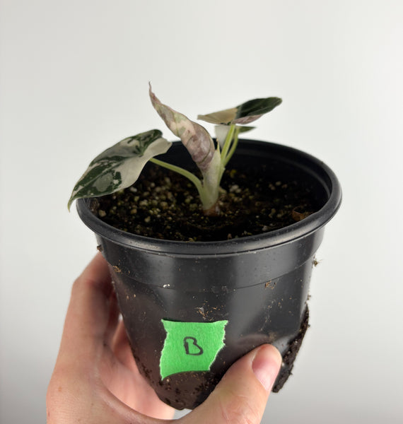 Alocasia Black Velvet variegated B