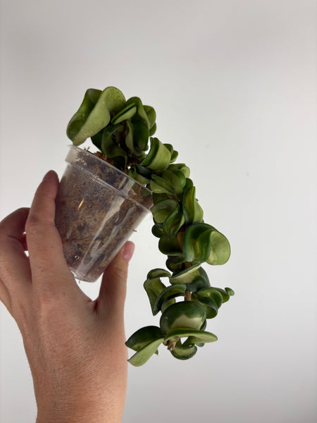 hoya compacta mauna loa A
