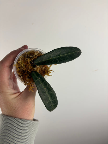 hoya hypolasia sp papua B