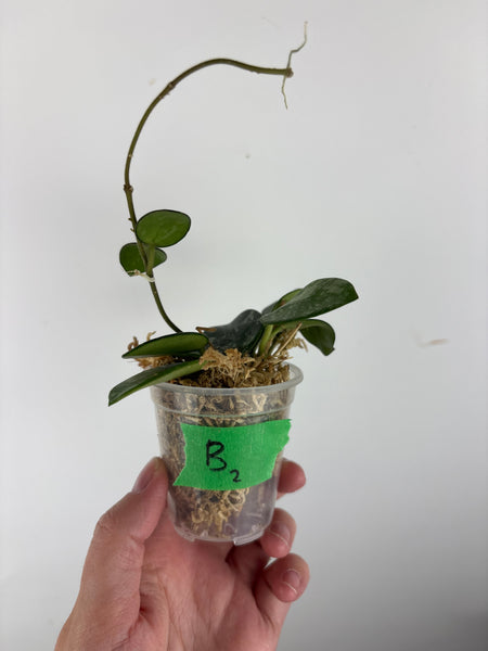 Hoya Mathilde splash B2