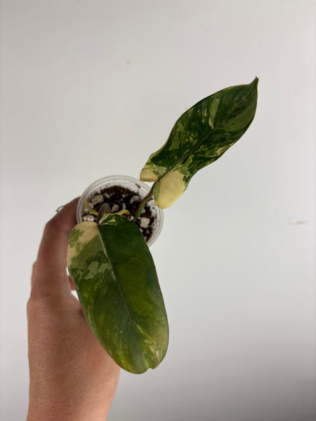 philodendron kitina variegated F