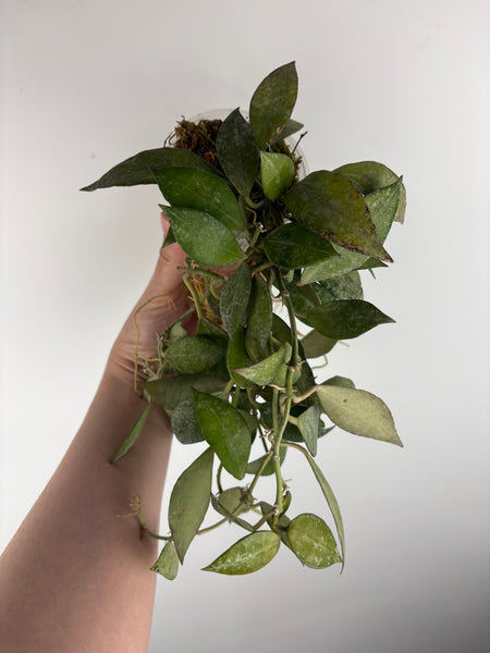 hoya lacunosa green mint A2