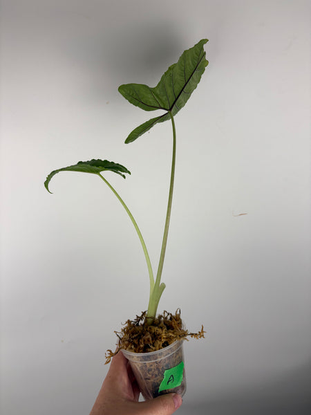 Alocasia olanii