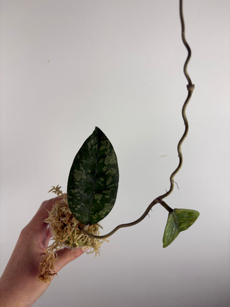 Hoya sp aceh gayo lues 1