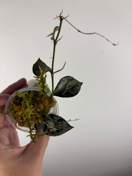 Hoya Lacunosa green flame