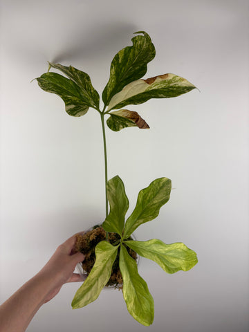 Anthurium clavigerum variegated