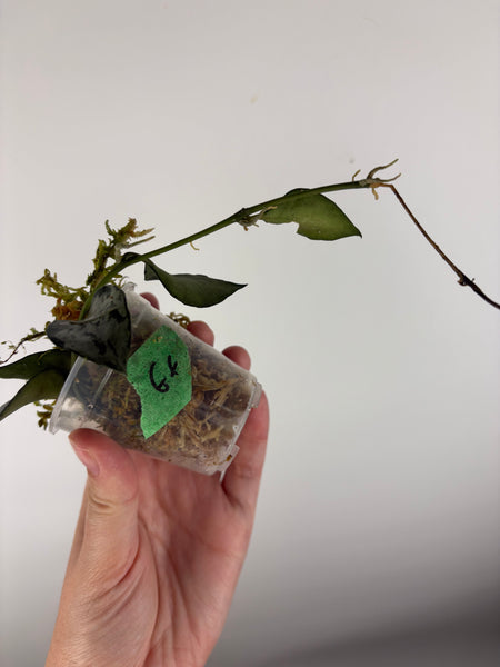 Hoya Lacunosa green flame