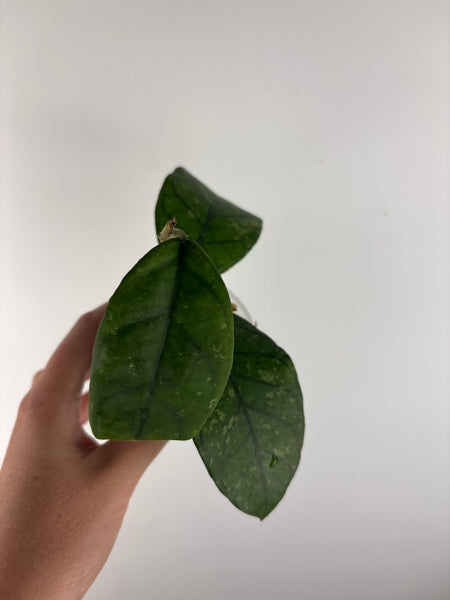 hoya Sp aceh omelet