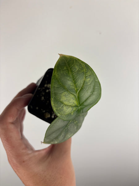 Alocasia silver dragon variegated