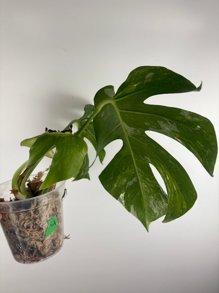 Monstera albo 4