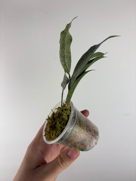 hoya amicabilis silver 4