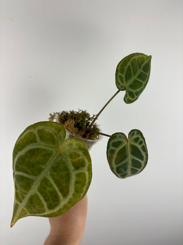 Anthurium red tiger 6