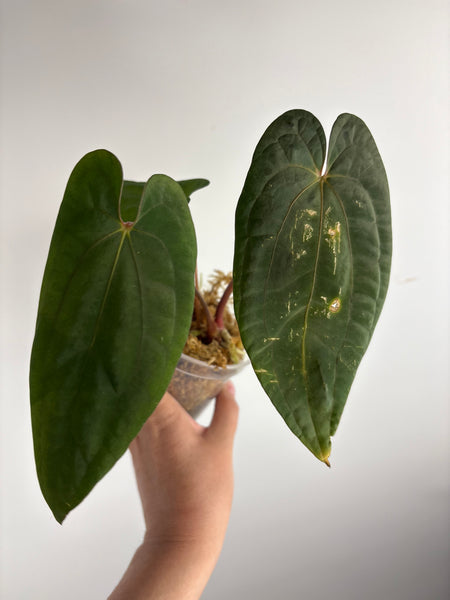 Anthurium RVDP