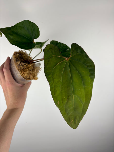 Anthurium magnificum x red dark phoenix