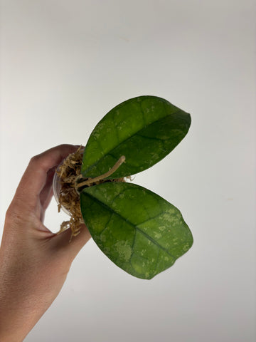 Hoya Clemensiorum Borneo splash 3