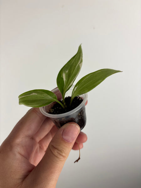 Philodendron rio