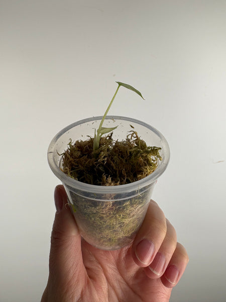 Alocasia scalprum albo variegated baby (TC)