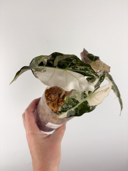 Alocasia amazonica polly variegated B