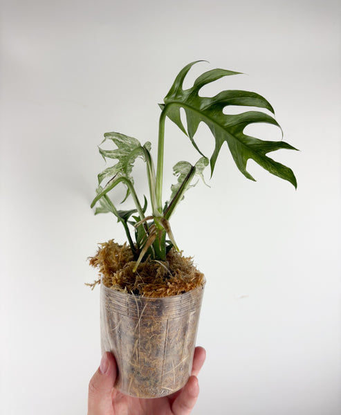 Epipremnum pinnatum devil monster