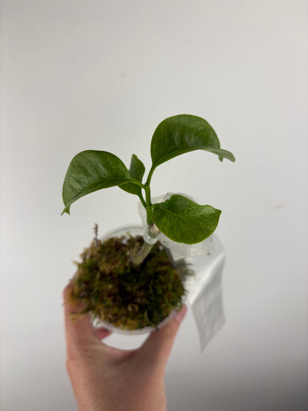 Hoya Multiflora wonderphil silver B