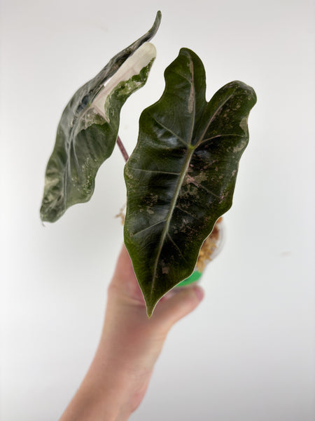 Alocasia pseudo sanderiana pink variegated E