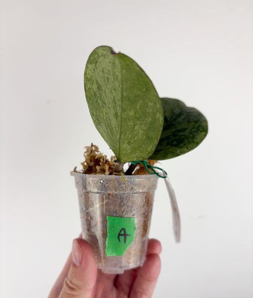 Hoya Michele silver A