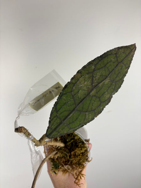 hoya clemensorium aceh splash B