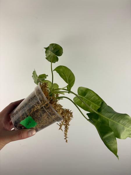 Philodendron burle Marx x verde 3