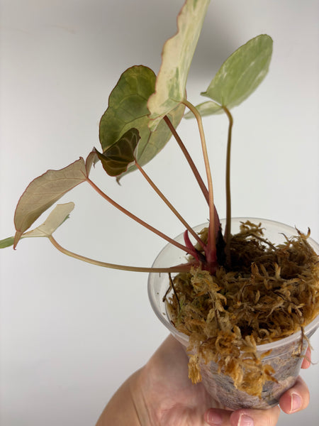 Anthurium crystallinum variegated 4 - double growth point