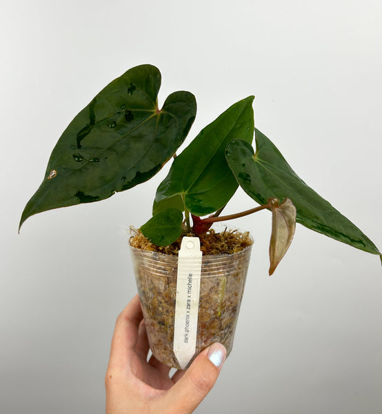 Anthurium Red dark phoenix x (Zara x Michelle) (Thailand)