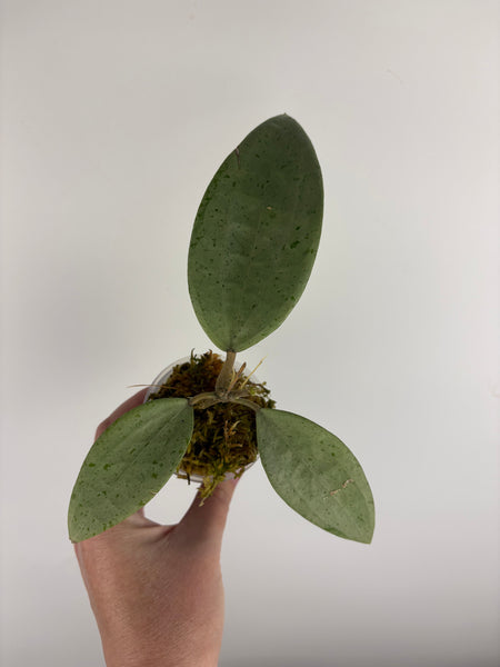 Hoya Glabra silver B