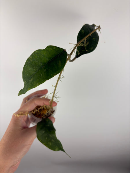 hoya Sp aceh ar11