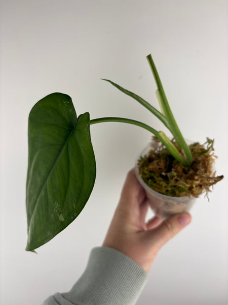 Syngonium chiapense variegated A