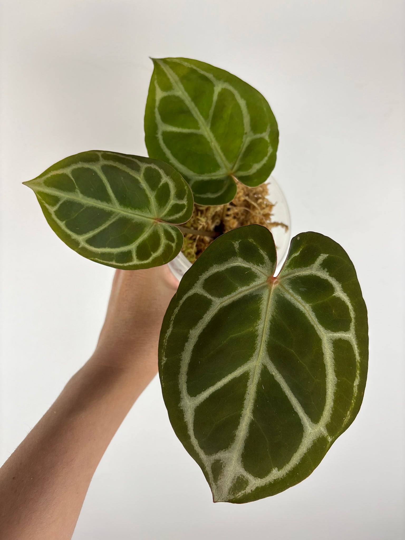 Anthurium silver blush x red crystal 2