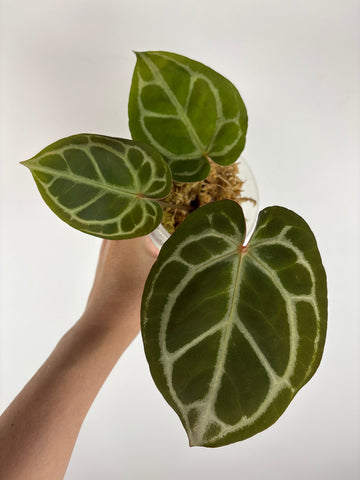 Anthurium silver blush x red crystal 2